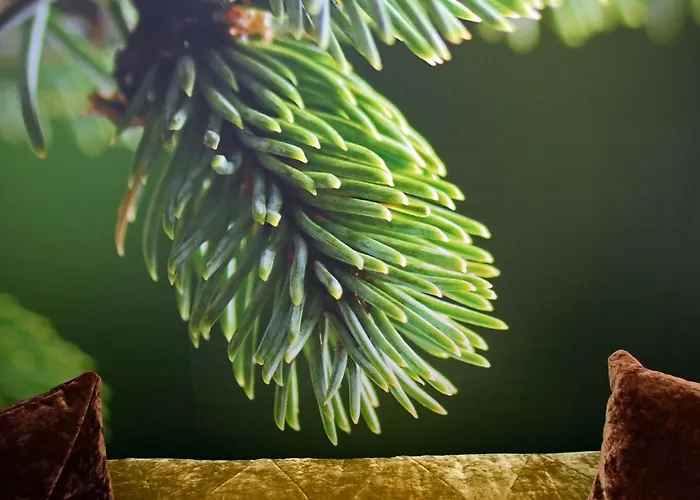 Daire Fountain Palanga
